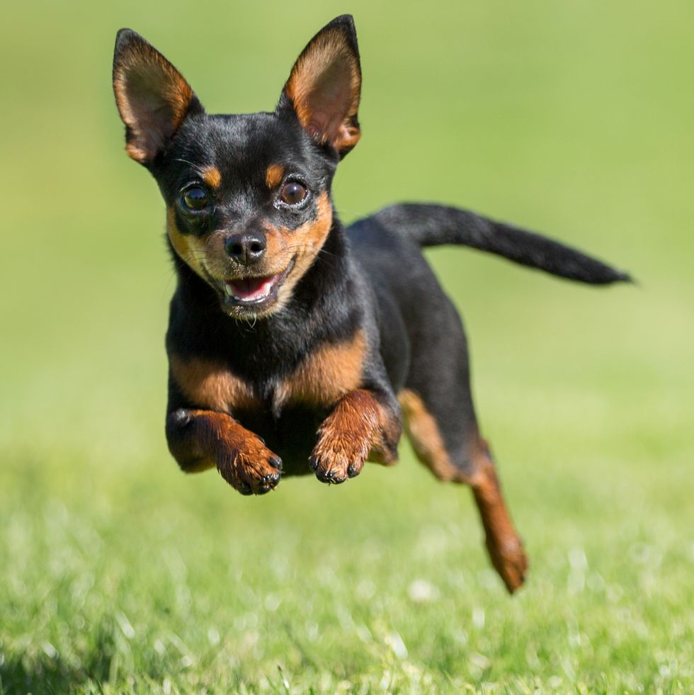 mini witte hond